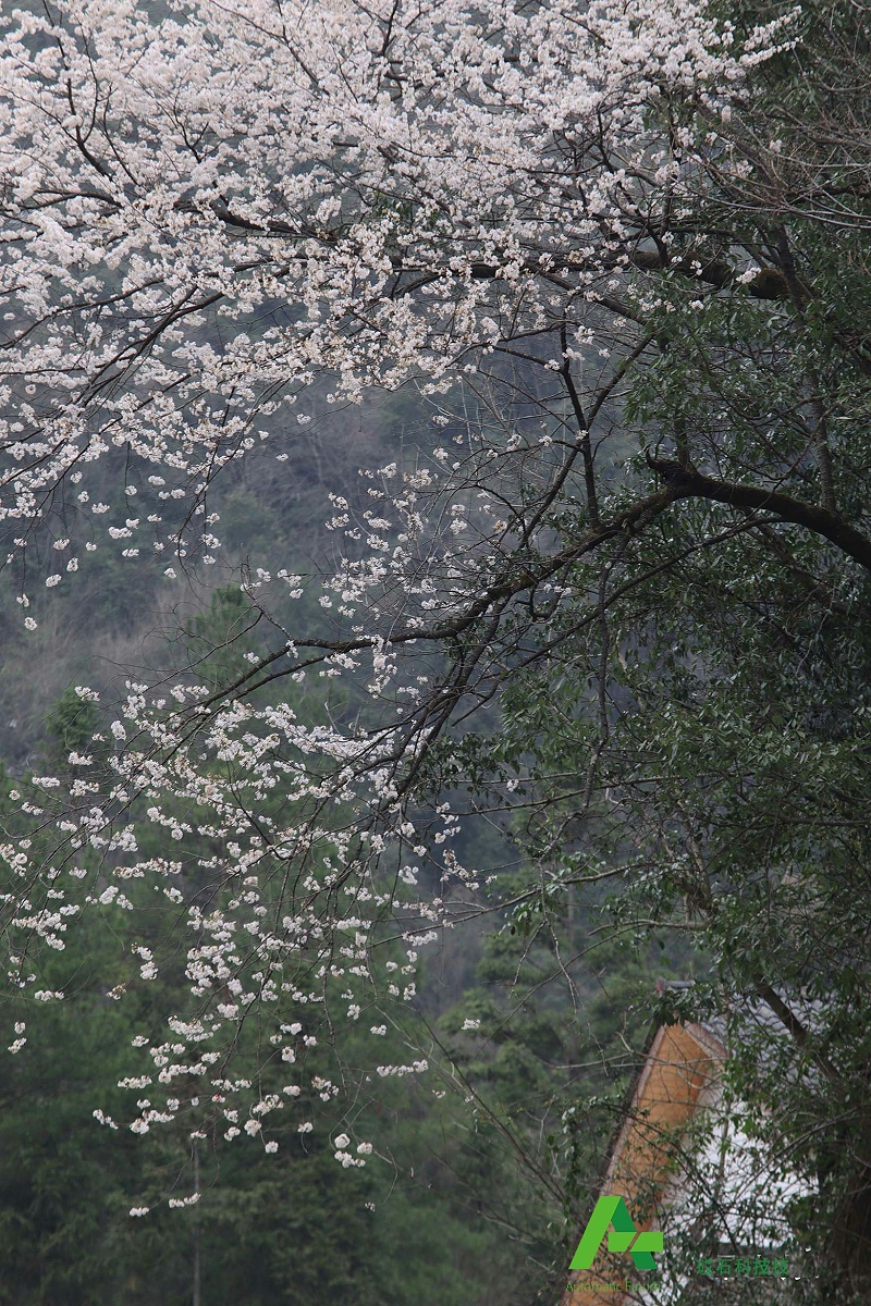 春分1